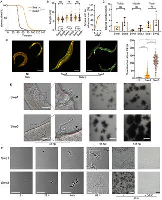 Increased Pathogenicity of the Nematophagous Fungus Drechmeria coniospora Following Long-Term Laboratory Culture